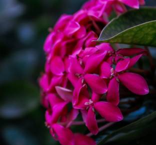 Dishani Trothic Ixora/Chethi Plant