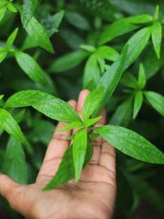 GreenHorizon Chirayita Plant