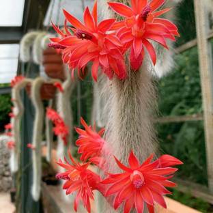 KPL MONKEY TAIL Monkey Tail Cactus Plant