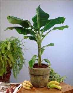 MUSA Banana Plant