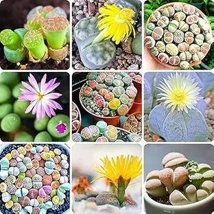 LifeShowMe Lithops Living Stone Plant