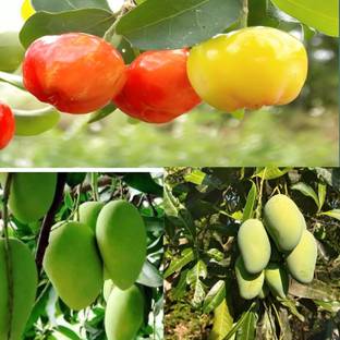 Cloud Farm Cherry Fruit Plant