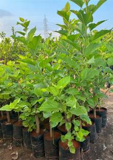 Gardeners Choice Shahtoot/Mulberry Plant