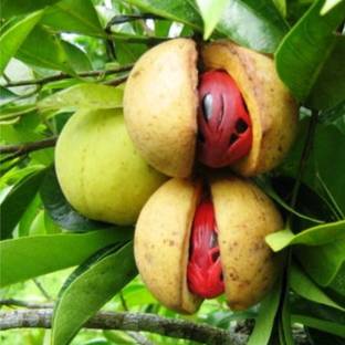 Cloud Farm Nutmeg Plant