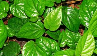 ABEFARIYA Betel Leaf Plant