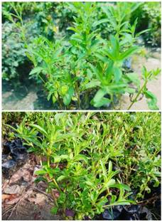 Global Mart Plant Stevia Plant