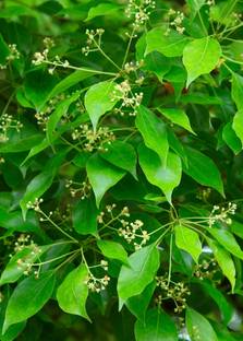Platone Camphor Plant