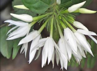 Green view Jasmine Plant