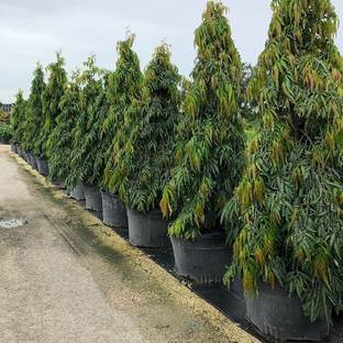 Devdar Chinese Evergreen Plant