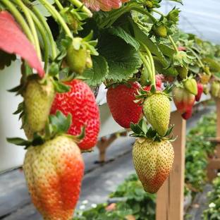 straberry Strawberry Plant