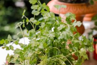 ABEFARIYA Coriander Plant