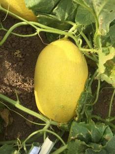 yellow watermelon Watermelon