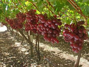 YourPlant Grape Plant