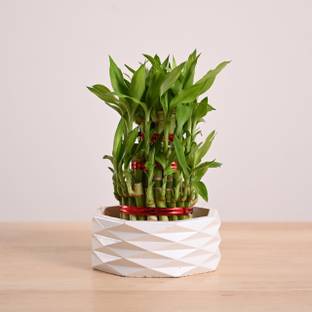 UGAOO Three Layer Bamboo Plant