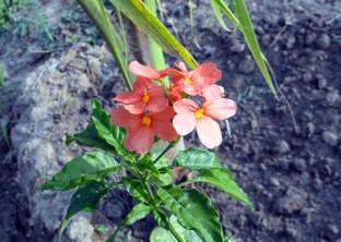 Global Mart Plant Firecracker Plant