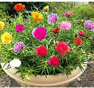 ABEFARIYA Portulaca Plant