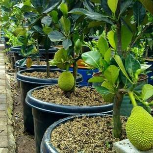 Ariya Jackfruit Plant