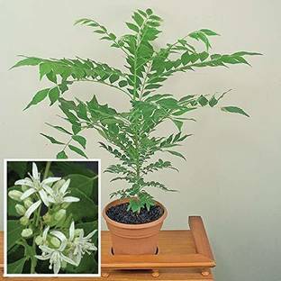 Corofitam Curry Leaf Plant