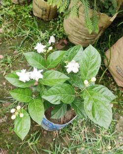 JASMIN Jasmine Plant
