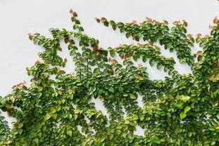 KPL CREEPING FIG Creeping Fig Ivy Plant