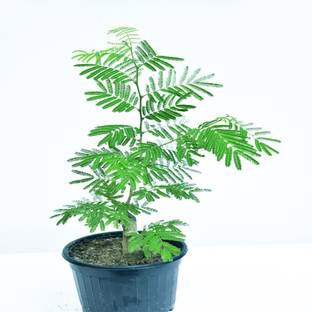 MagicQueen Shami/Jand Plant