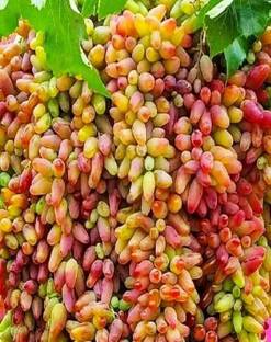 ANJALITRADERS Grape Plant