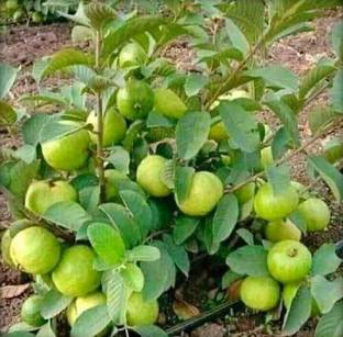 ROYAL NURSERY Guava Plant