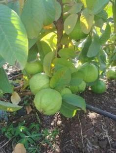 Taiwan Guava Plant