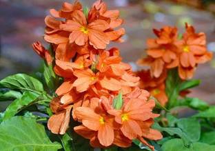 Global Mart Plant Firecracker Plant