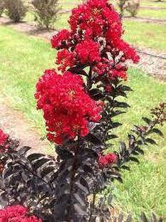 SSSB LIVE PLANT Jasmine Plant