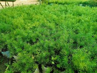 Cloud Farm Rosemary Plant