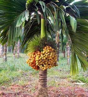 Megha Fish Farming Betel Nut/Supari Plant