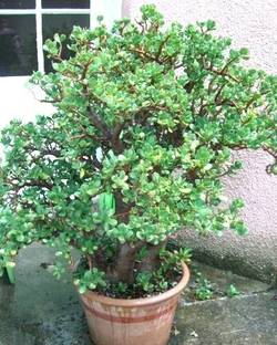 greenhousestore Jade Plant
