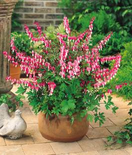ABEFARIYA Cleromandrus Plant