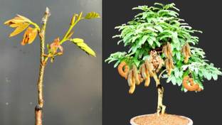 Cloud Farm Tamarind Plant