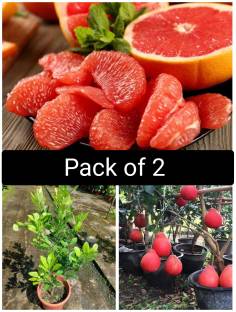 Cloud Farm Pomelo Plant