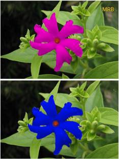 MRBGARDAN Parijat/Harsingar Plant