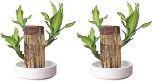 NONUs Dracaena Plant