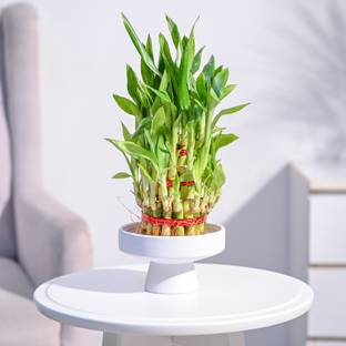 UGAOO Three Layer Bamboo Plant