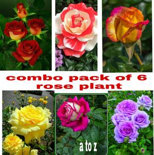 KrishnaNursery Rose Plant