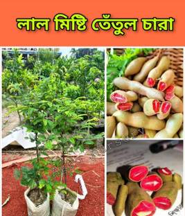thai tetul Tamarind Plant