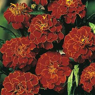 MHIMI Marigold Plant