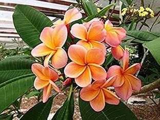 MHIMI Plumeria Plant