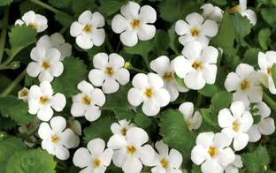 Globalplants Bacopa Monnieri