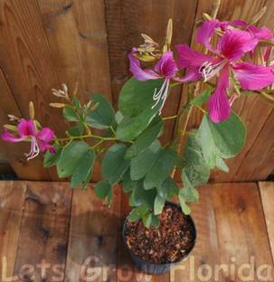 GreenyOn Bauhinia Acuminata Plant