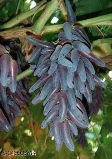 Sarika Grape Plant