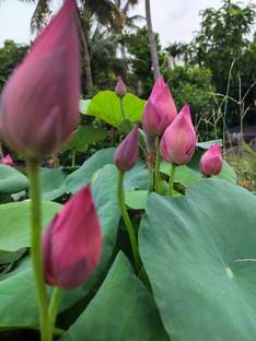 G0 GREEN Lotus Plant, Lily Plant