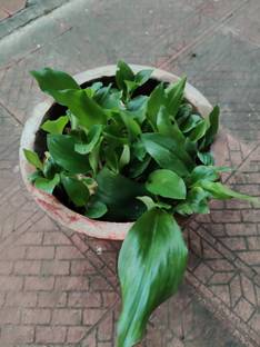 Hithaishi Ayur series Ginger Plant