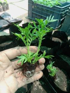 Gardeners Choice Marigold Plant