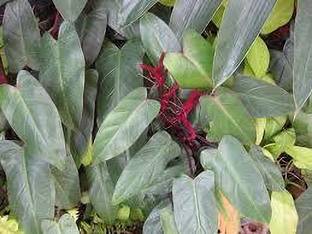 KPL PHILODENDRON Philodendron Red Emerald Plant
